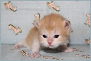 Male Siberian Kitten from Deedlebug Siberians